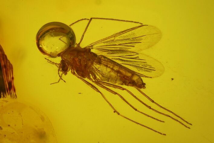 Two Fossil Flies (Diptera) In Baltic Amber #170075
